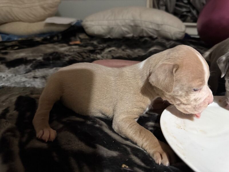 American Bulldog puppies for sale in City of Glasgow – 9 weeks old - Image 4 of 4