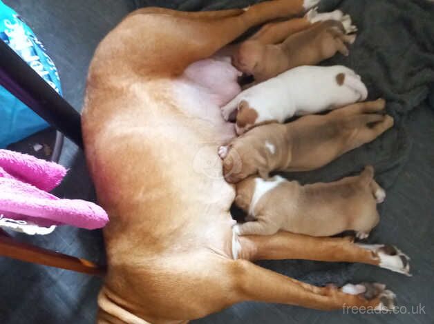 American Bulldog puppies for sale in Chesterfield, Derbyshire – 8 months old - Image 1 of 5