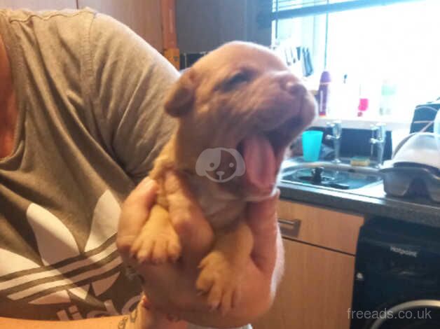 American Bulldog puppies for sale in Chesterfield, Derbyshire – 8 months old - Image 2 of 5