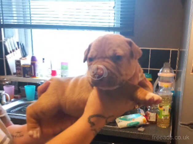 American Bulldog puppies for sale in Chesterfield, Derbyshire – 8 months old - Image 3 of 5