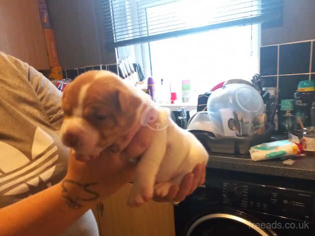 American Bulldog puppies for sale in Chesterfield, Derbyshire – 8 months old - Image 4 of 5