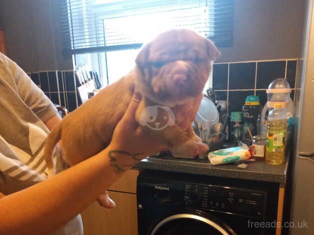 American Bulldog puppies for sale in Chesterfield, Derbyshire – 8 months old - Image 5 of 5