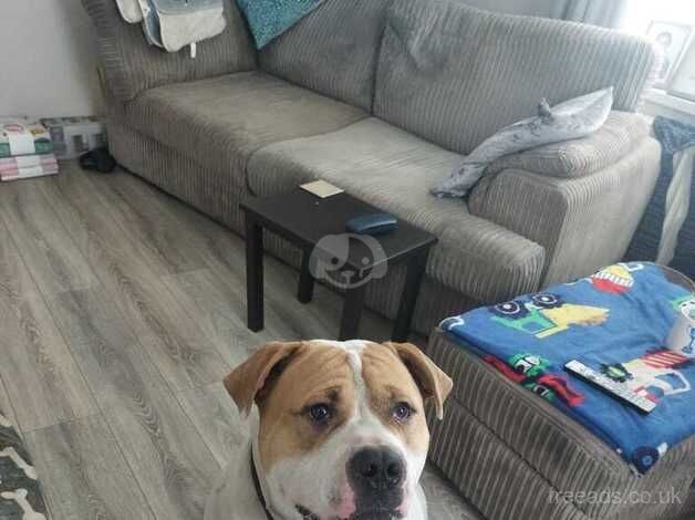 American Bulldog puppies for sale in East Boldon, Tyne and Wear – 4 years old - Image 2 of 5