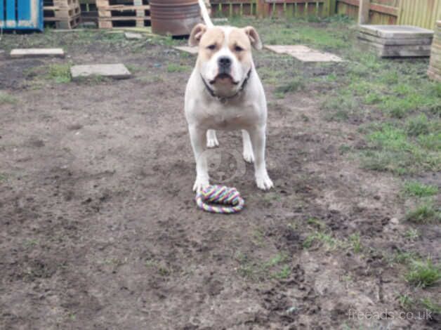American Bulldog puppies for sale in East Boldon, Tyne and Wear – 4 years old - Image 3 of 5