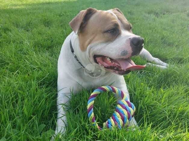 American Bulldog puppies for sale in East Boldon, Tyne and Wear – 4 years old - Image 4 of 5