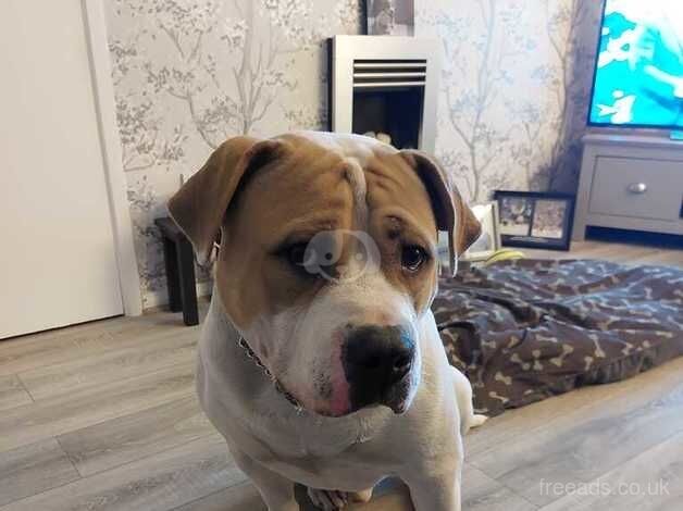 American Bulldog puppies for sale in East Boldon, Tyne and Wear – 4 years old - Image 5 of 5