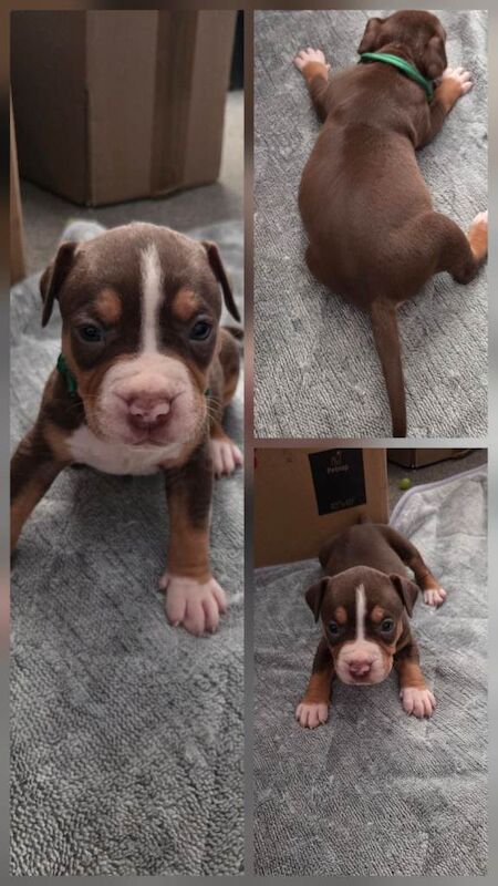 American bull dog pups for sale - Image 2 of 5