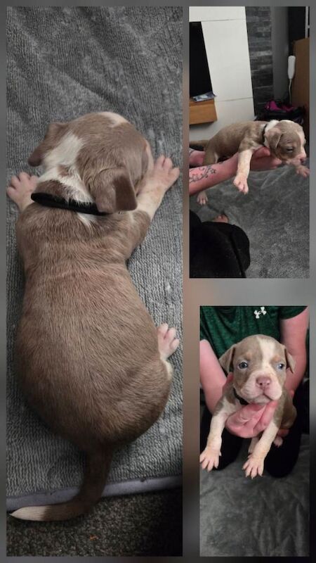 American bull dog pups for sale - Image 3 of 5