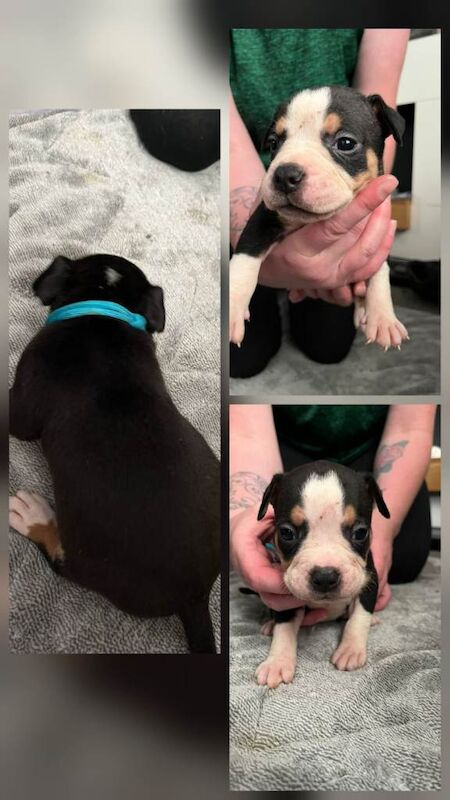 American bull dog pups for sale - Image 4 of 5