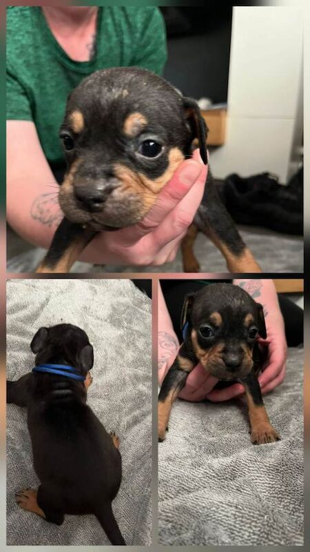 American bull dog pups for sale - Image 5 of 5