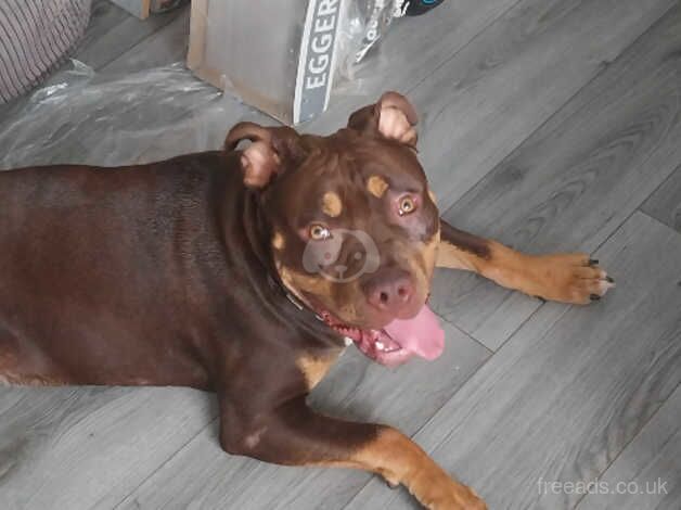 American Bulldog puppies for sale in Telford, Shropshire – 1 year old - Image 2 of 2