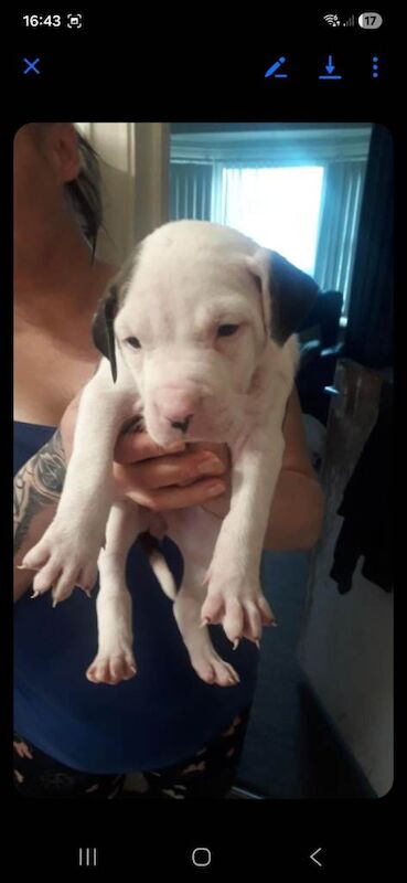 American bull dogs