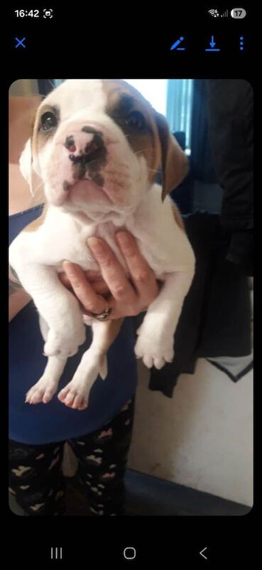 American bull dogs - Image 2 of 5