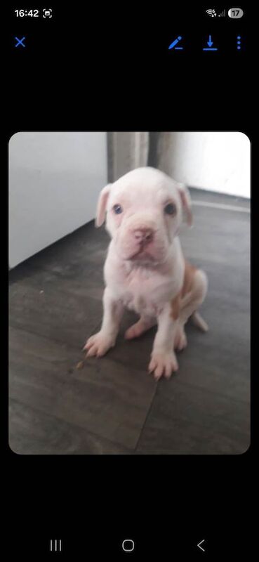 American bull dogs - Image 3 of 5