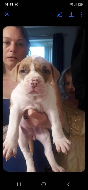 American bull dogs - Image 4 of 5