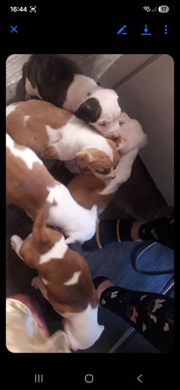 American bull dogs - Image 5 of 5