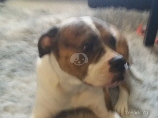 American Bulldog puppies for sale in Doncaster, South Yorkshire – 9 months old - Image 1 of 2