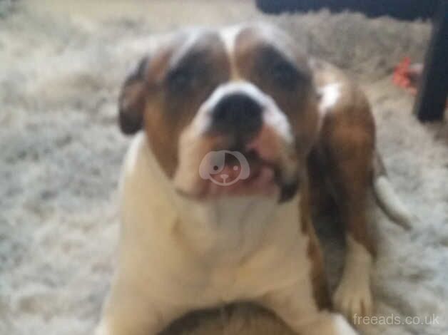 American Bulldog puppies for sale in Doncaster, South Yorkshire – 9 months old - Image 2 of 2