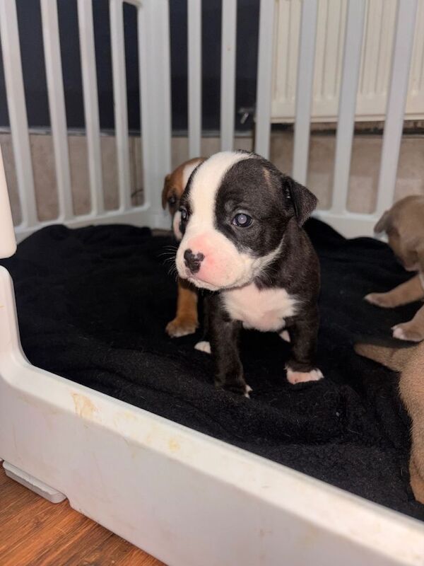 American Bully Puppies For Sale