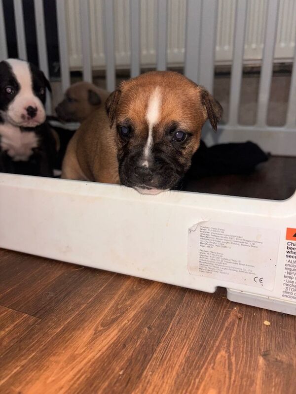 American Bulldog puppies for sale in County Antrim – 4 weeks old - Image 2 of 3