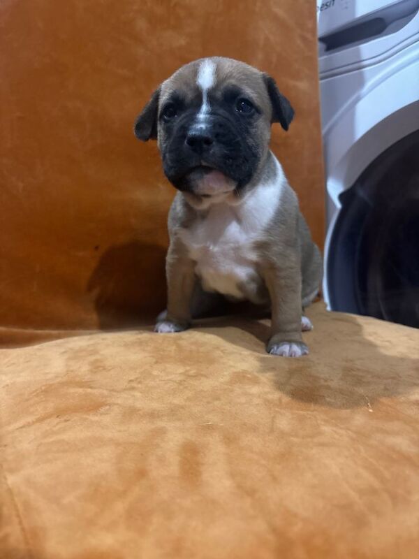 American Bulldog puppies for sale in County Antrim – 4 weeks old - Image 3 of 3