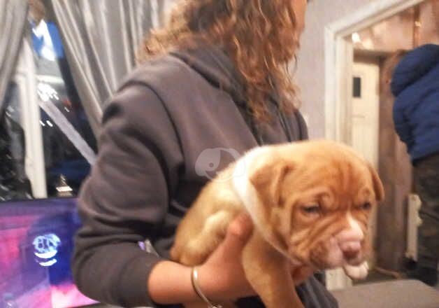 American Bulldog puppies for sale in Chesterfield, Derbyshire – 1 year old - Image 2 of 3