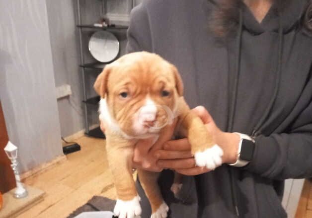 American Bulldog puppies for sale in Chesterfield, Derbyshire – 1 year old - Image 3 of 3