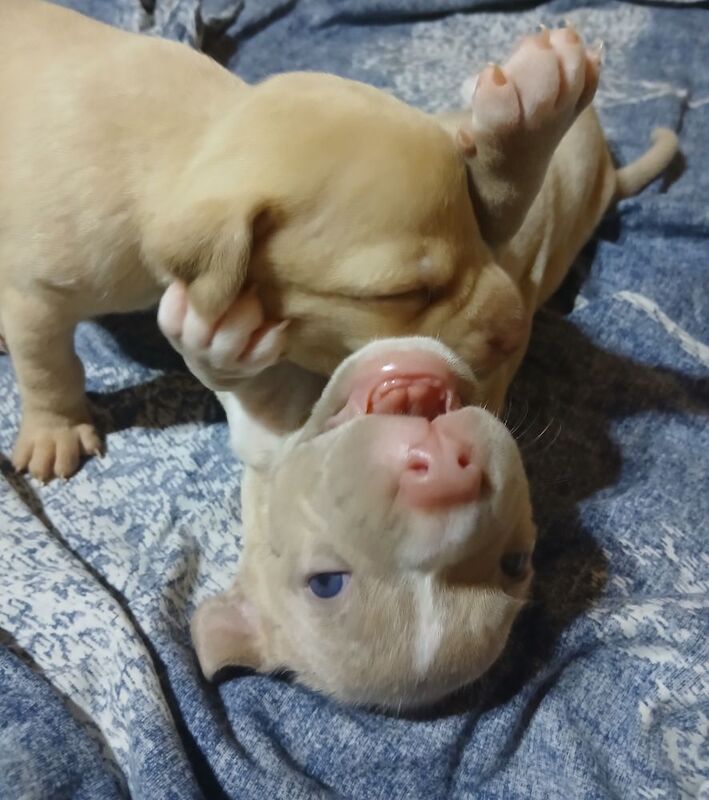 American Bulldog puppies for sale in Manchester, Greater Manchester – 2 weeks old