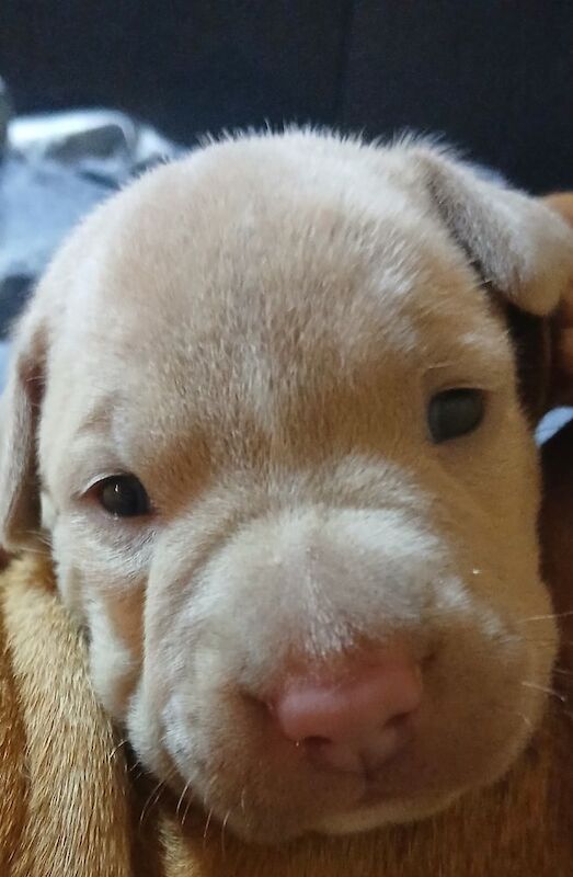 American Bulldog puppies for sale in Manchester, Greater Manchester – 2 weeks old - Image 2 of 10
