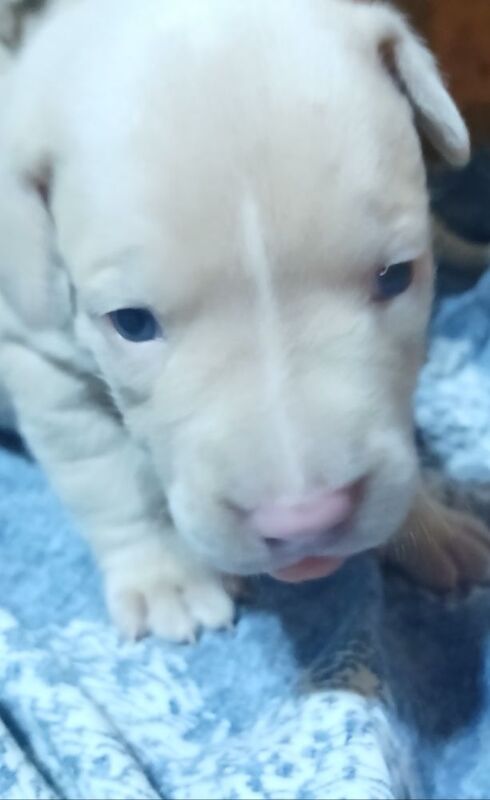 American Bulldog puppies for sale in Manchester, Greater Manchester – 2 weeks old - Image 3 of 10