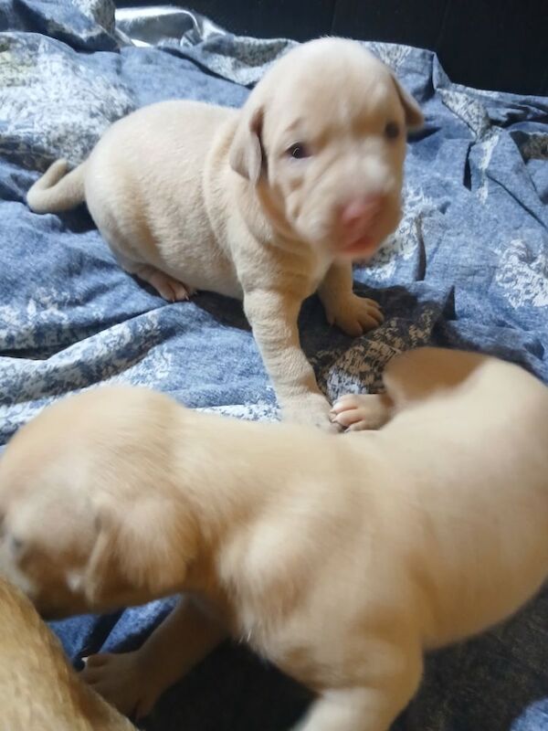 American Bulldog puppies for sale in Manchester, Greater Manchester – 2 weeks old - Image 4 of 10