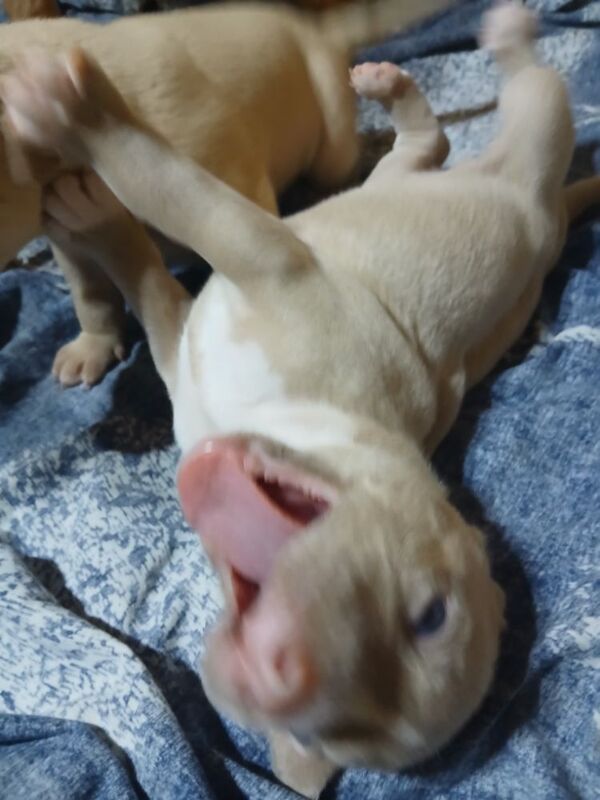 American Bulldog puppies for sale in Manchester, Greater Manchester – 2 weeks old - Image 5 of 10