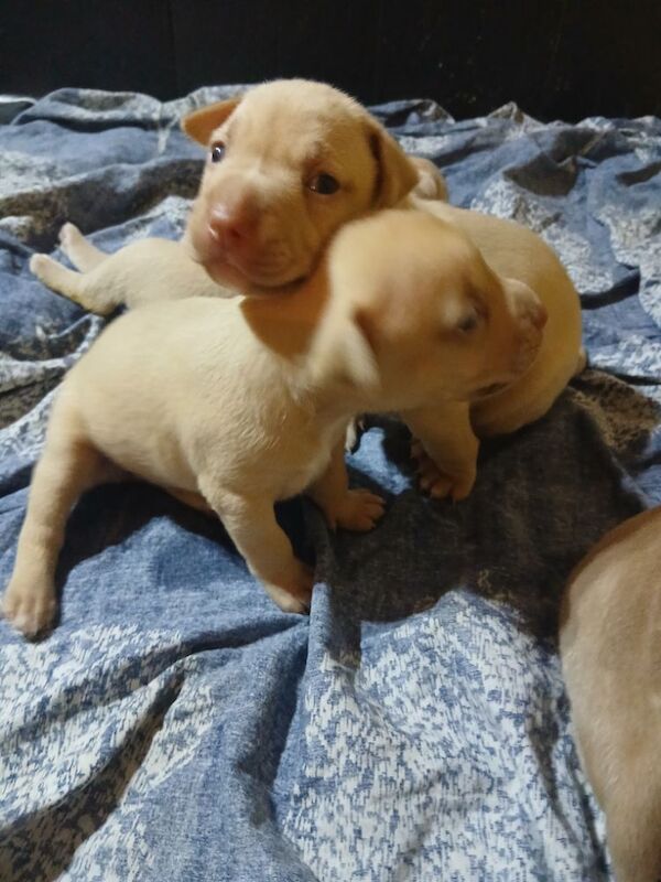 American Bulldog puppies for sale in Manchester, Greater Manchester – 2 weeks old - Image 6 of 10