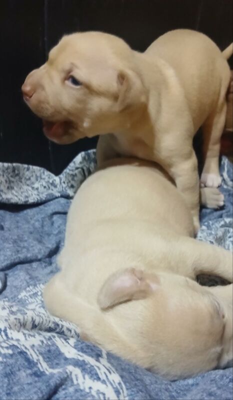American Bulldog puppies for sale in Manchester, Greater Manchester – 2 weeks old - Image 7 of 10
