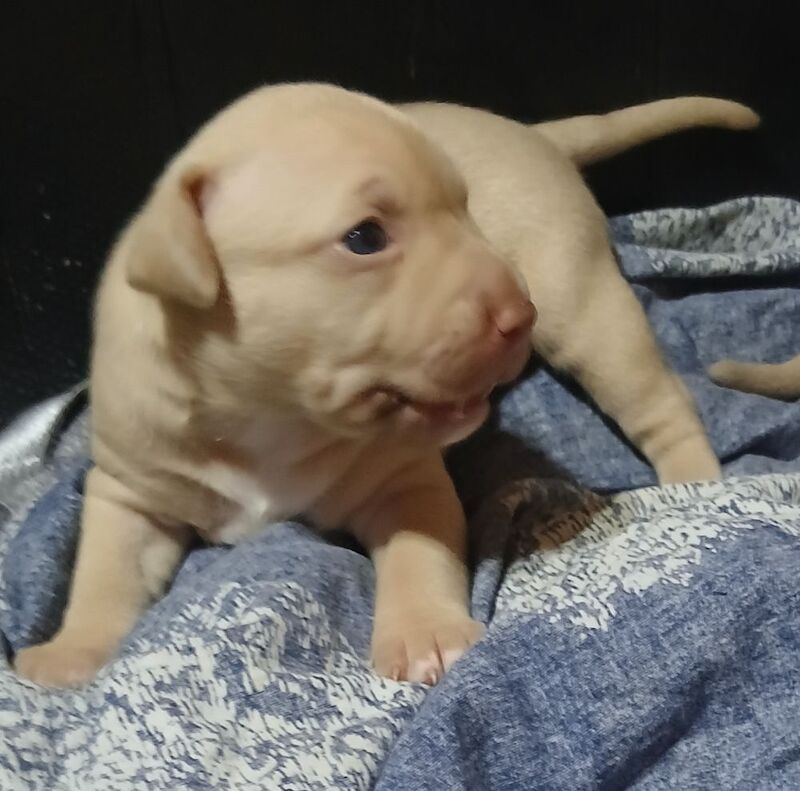 American Bulldog puppies for sale in Manchester, Greater Manchester – 2 weeks old - Image 8 of 10