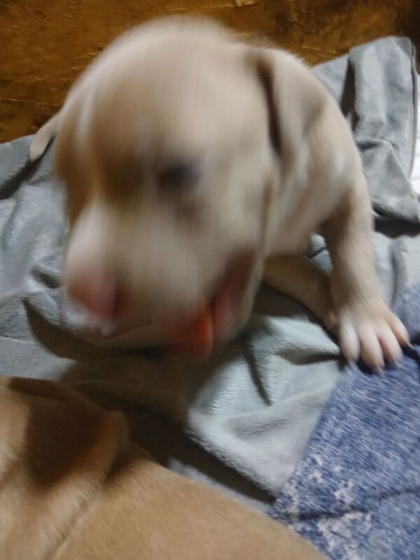 American Bulldog puppies for sale in Manchester, Greater Manchester – 2 weeks old - Image 9 of 10