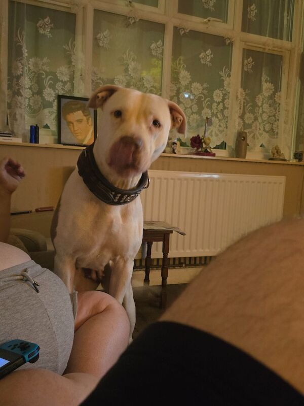 American Bulldog puppies for sale in Enfield, Greater London – 3 years old