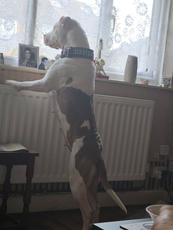 American Bulldog puppies for sale in Enfield, Greater London – 3 years old - Image 2 of 3