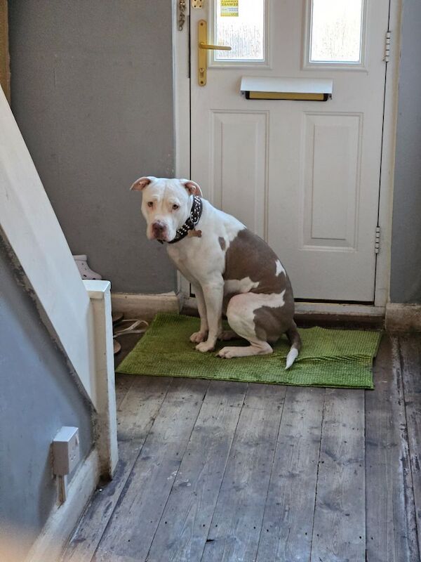 American Bulldog puppies for sale in Enfield, Greater London – 3 years old - Image 3 of 3