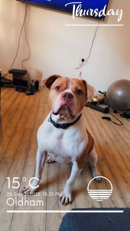 American Bulldog puppies for sale in Oldham, Greater Manchester – 3 years old