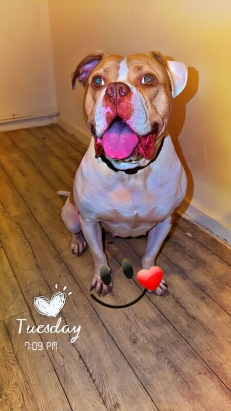 American Bulldog - Image 2 of 5