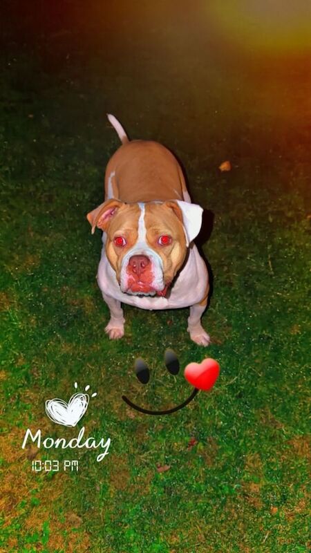 American Bulldog - Image 3 of 5