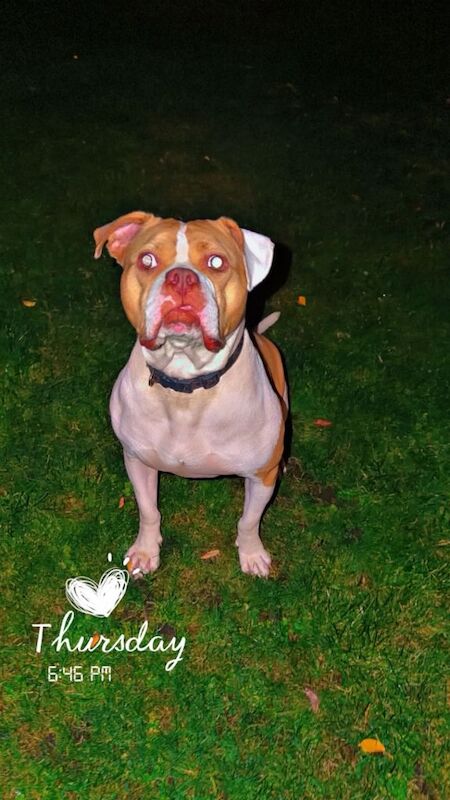 American Bulldog - Image 5 of 5