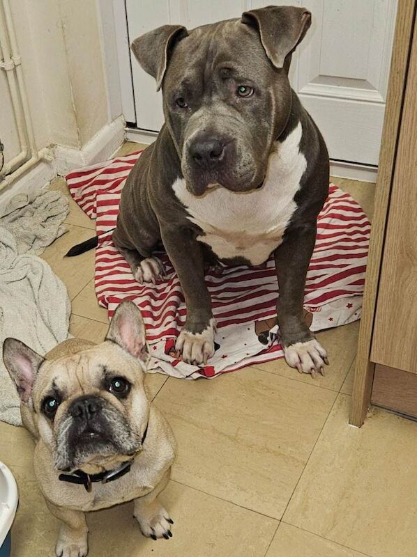 American Bulldog Puppies For Sale Under £1,000