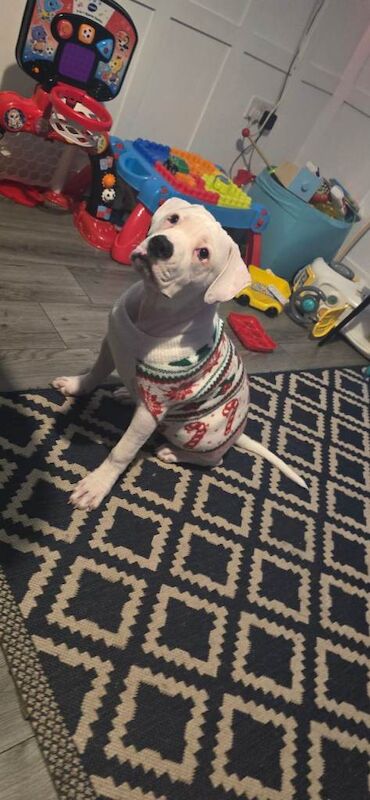 American Bulldog puppies for sale in Whickham, Tyne and Wear – 5 months old