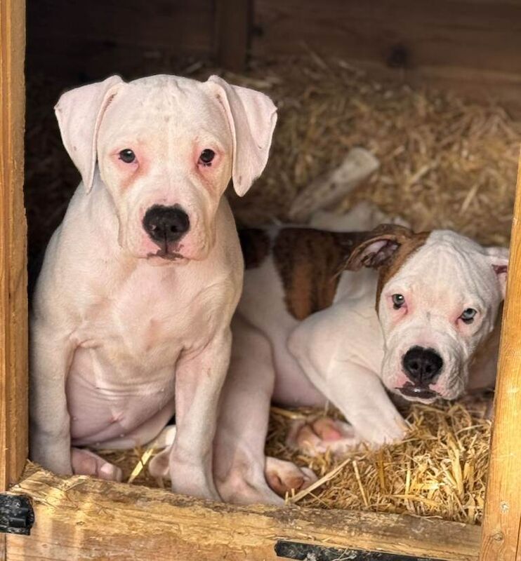 American Bulldog puppies for sale in Whickham, Tyne and Wear – 5 months old - Image 2 of 4