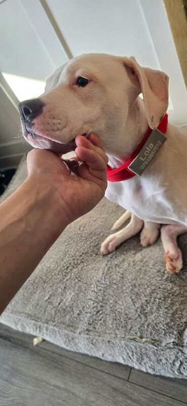 American Bulldog puppies for sale in Whickham, Tyne and Wear – 5 months old - Image 3 of 4