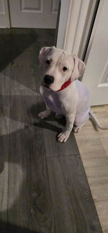 American Bulldog puppies for sale in Whickham, Tyne and Wear – 5 months old - Image 4 of 4