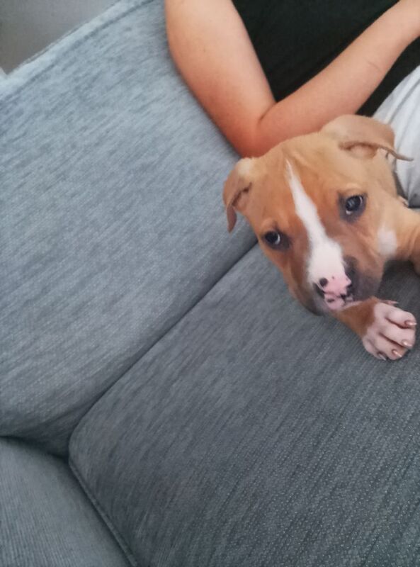 American bulldog for sale in Liverpool, Merseyside