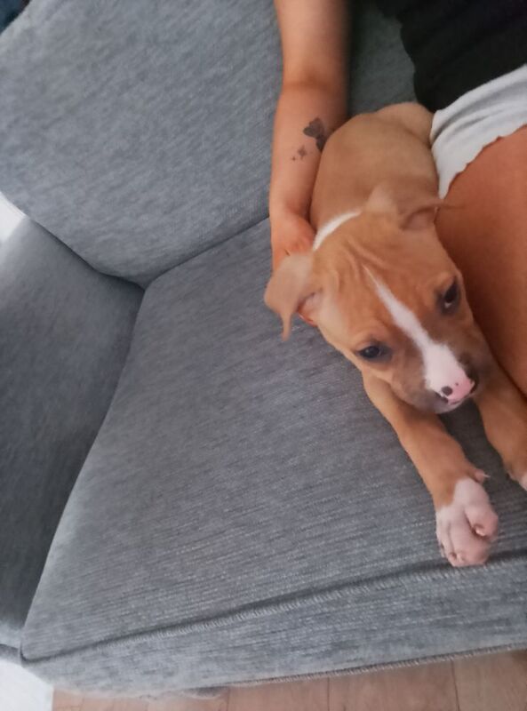 American bulldog for sale in Liverpool, Merseyside | Image 2